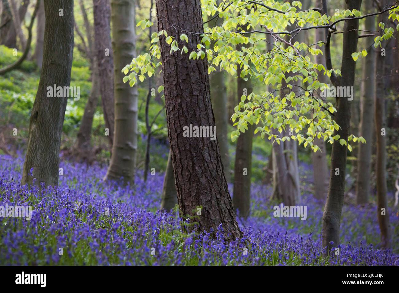 A beautiful blanket of bluebells in an English woodland in spring time in the morning light, with fresh green leaves on the trees and woodland floor. Stock Photo