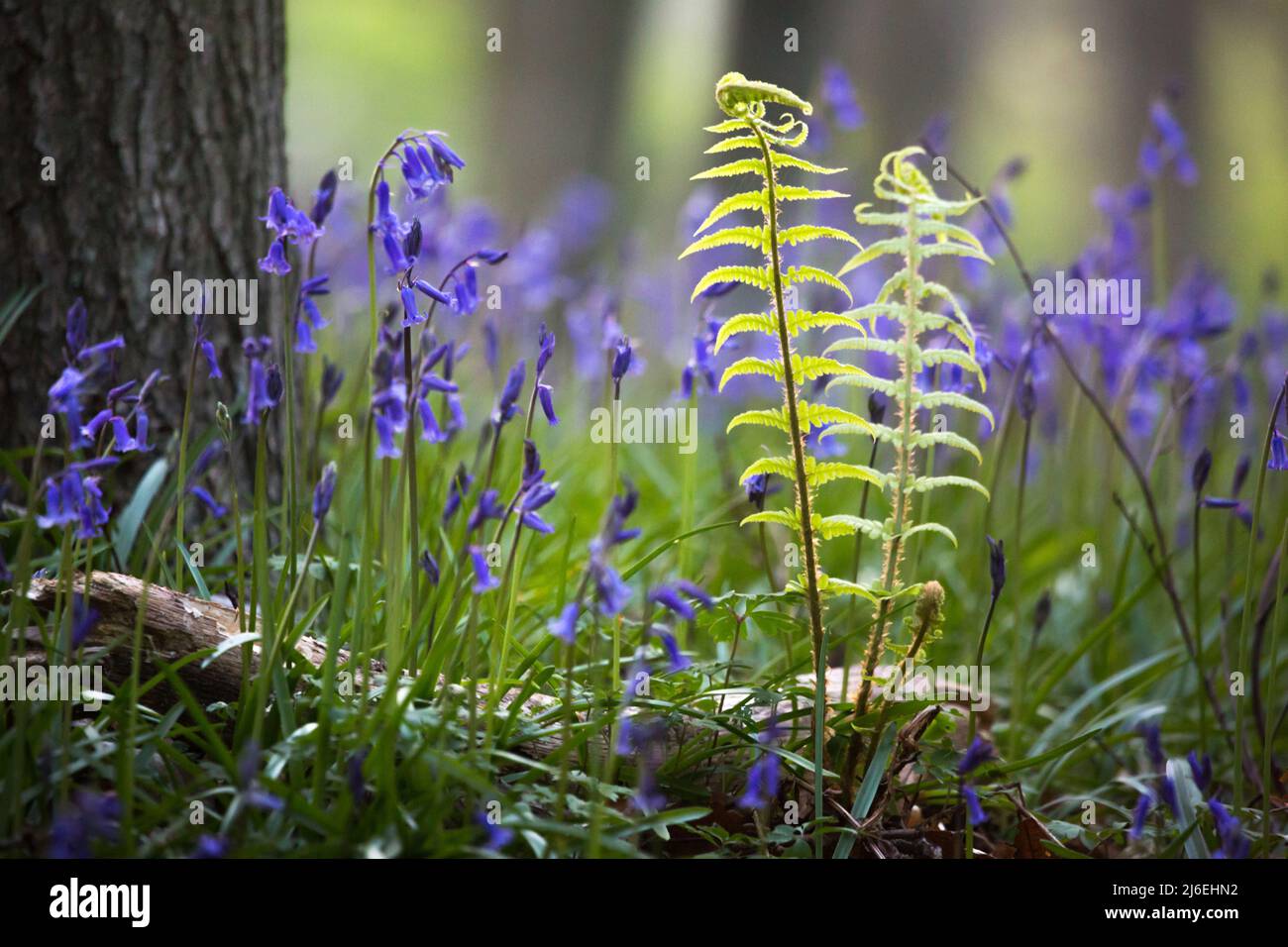 A beautiful blanket of bluebells in an English woodland in spring time in the morning light, with fresh green leaves of unfurling ferns. Stock Photo