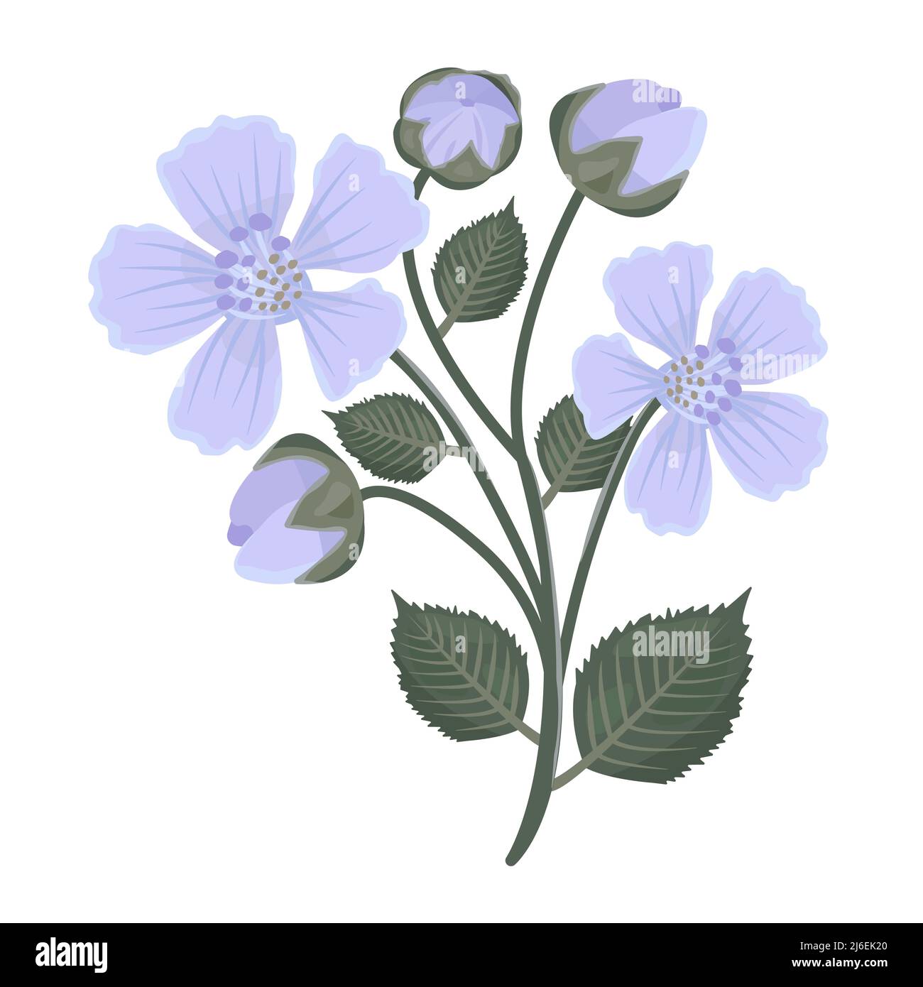 Blackberry flowers with leaves, illustration Stock Vector