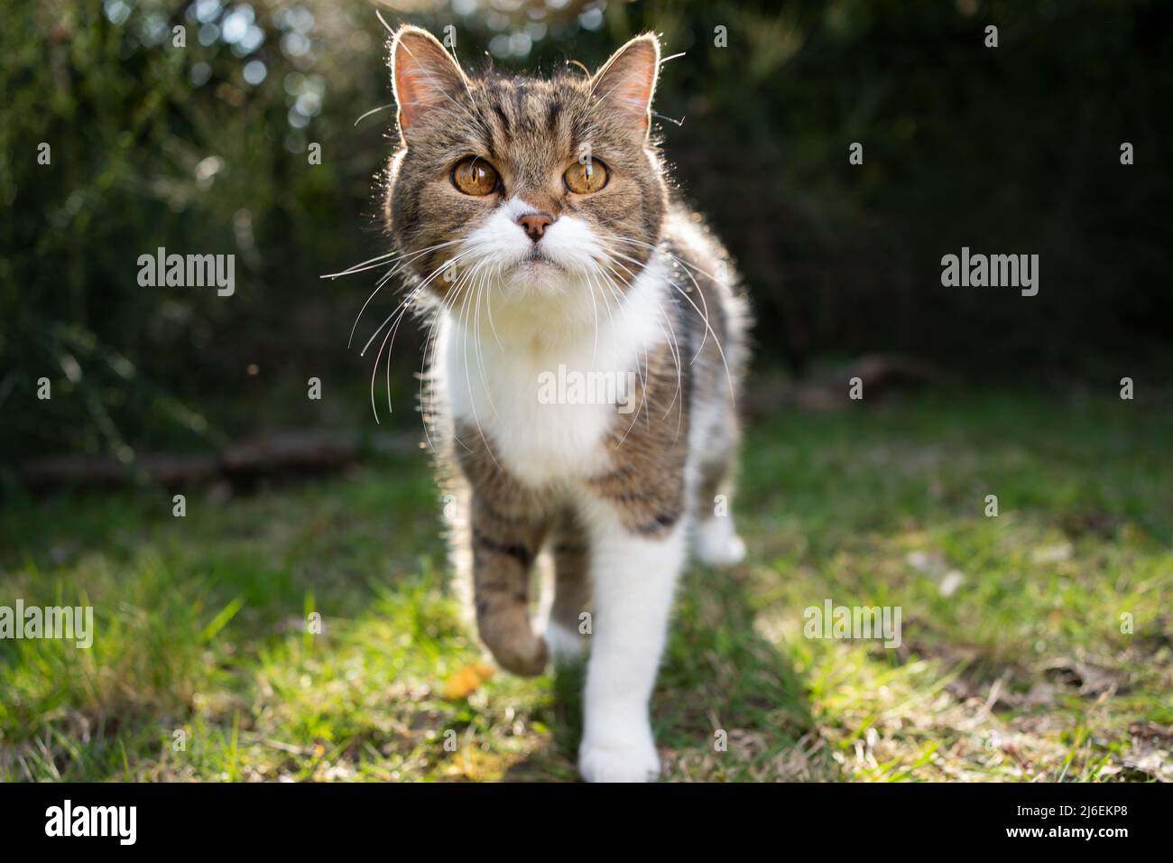 tabby white cat walking towards camera on meadow in backlight Stock Photo
