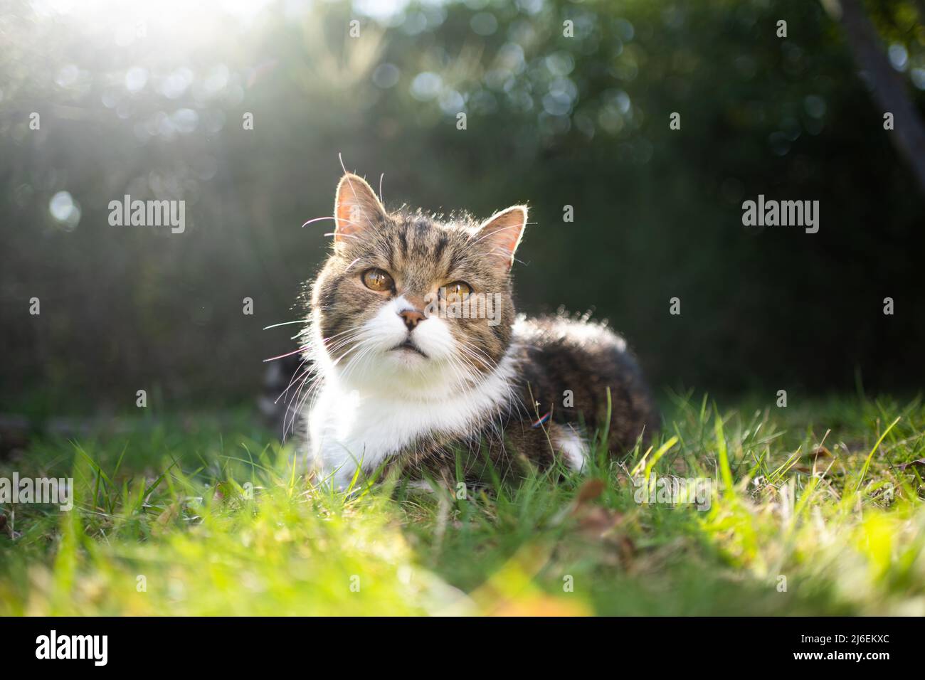 cute cat resting on lawn in backlight Stock Photo