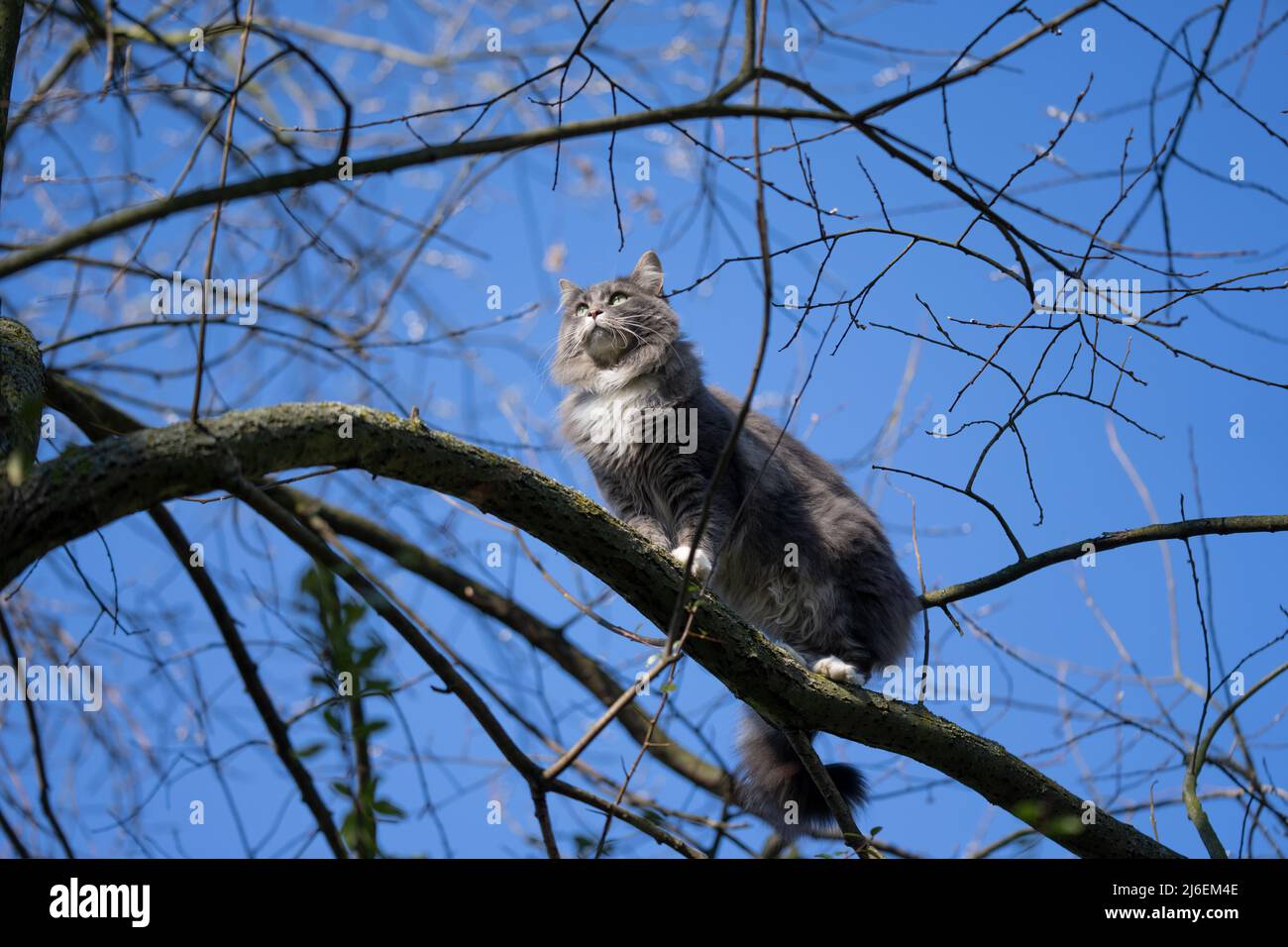 cat climbing on high tree against blue sky Stock Photo