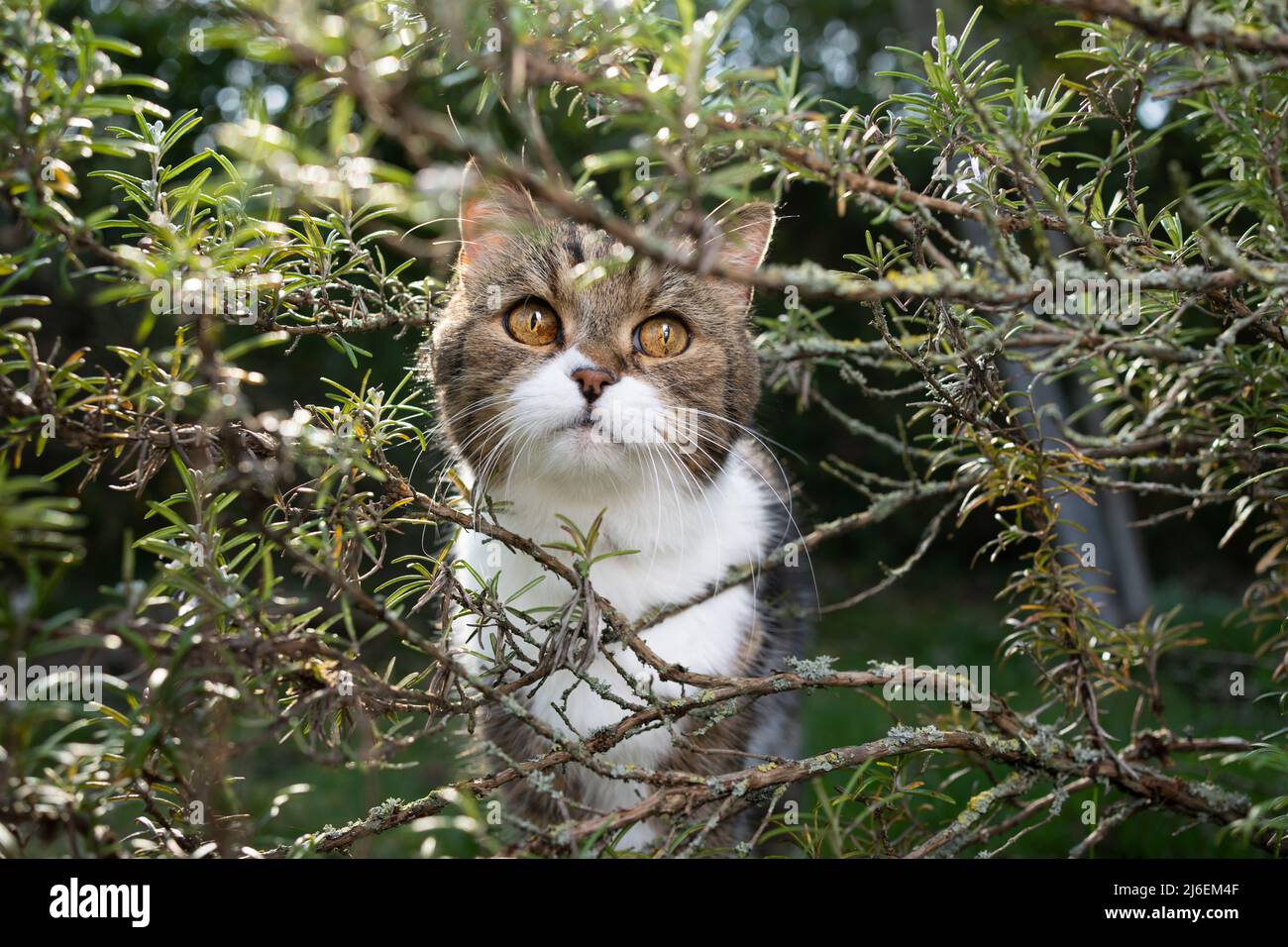 cute cat standing in rosemary bush outdoors Stock Photo