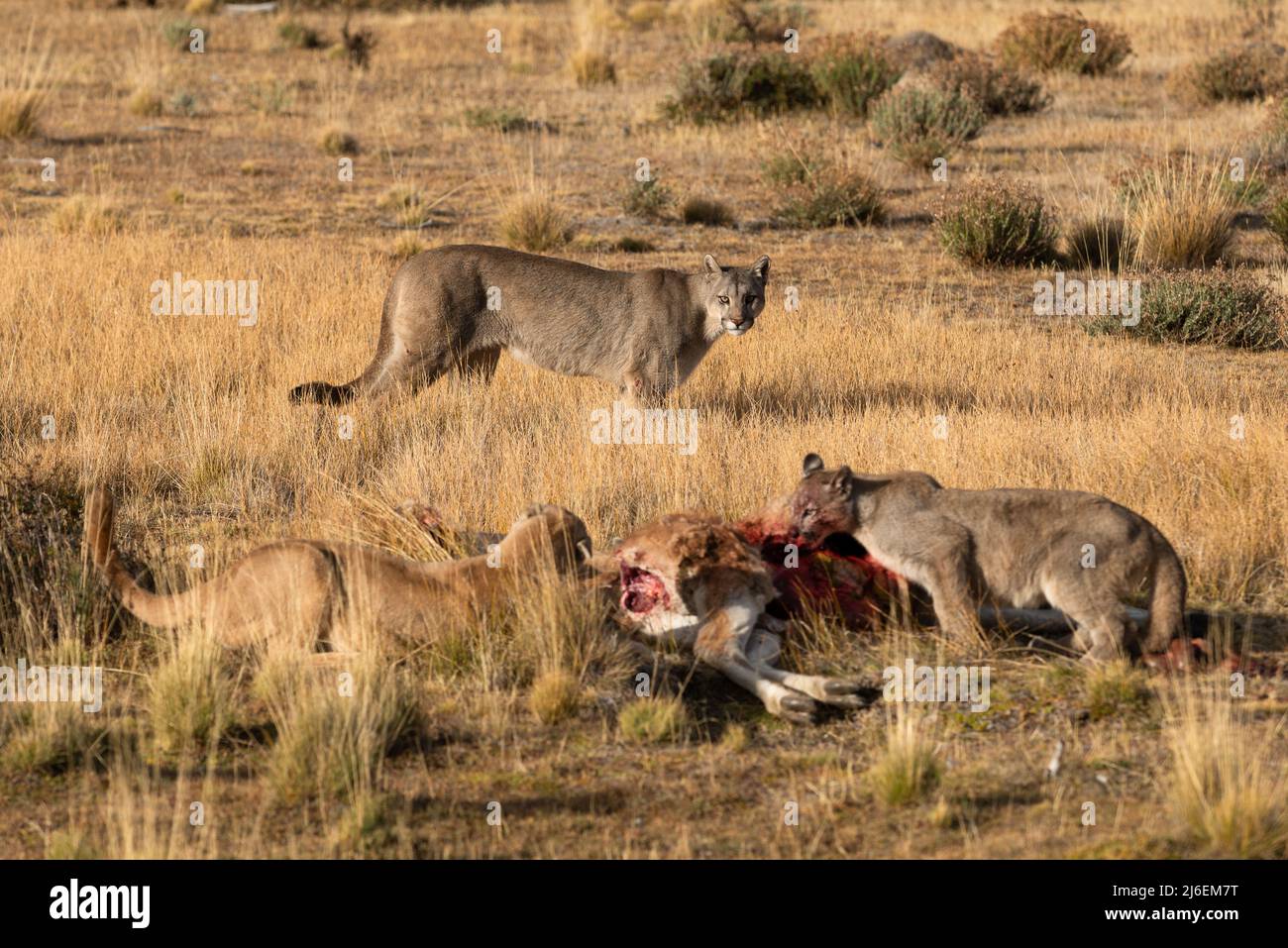 Two Pumas sharing a Guanaco carcass as a third one passes by looking to join the action, South Chile Stock Photo