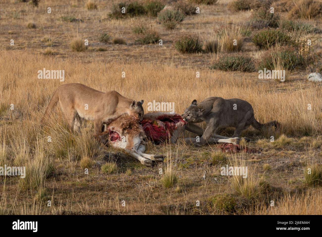 Adult female Pumas sharing a Guanaco carcass in South Chile Stock Photo