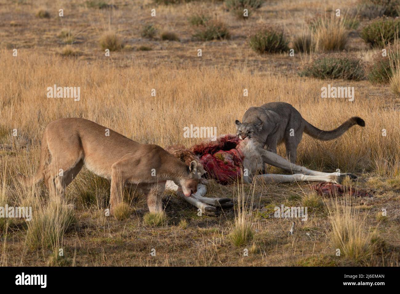 Adult female Pumas sharing a Guanaco carcass in South Chile Stock Photo