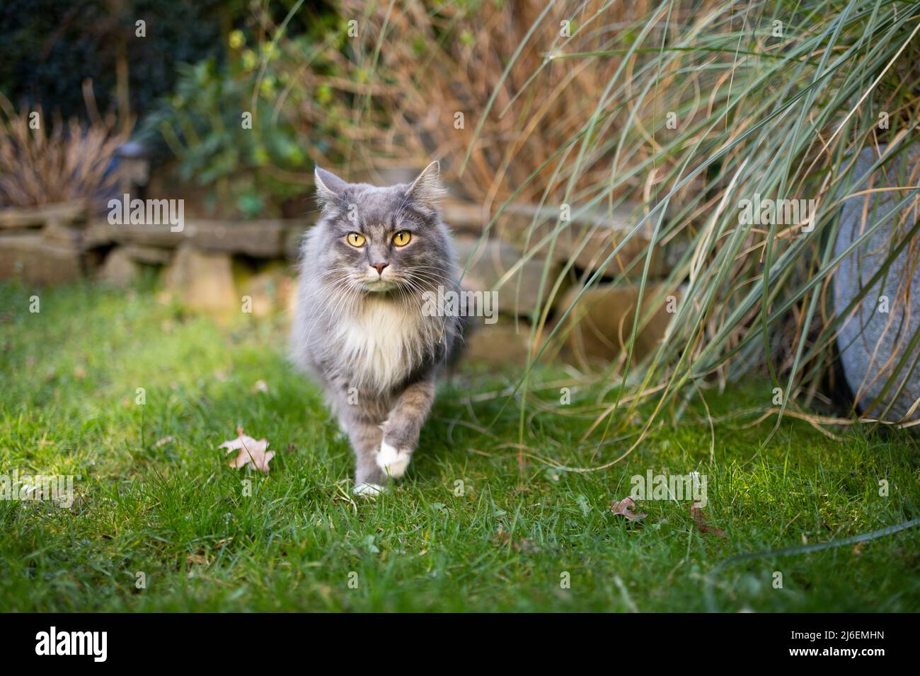 gray cat walking towards camera in garden Stock Photo - Alamy