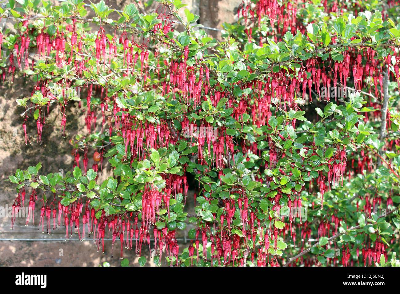 Californian Fuschia a.k.a. Fuchsia-flowered Gooseberry Ribes speciosum Stock Photo