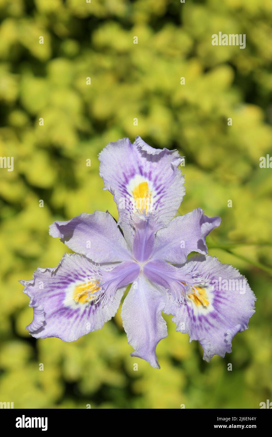 Purple Iris Iris versicolor Stock Photo