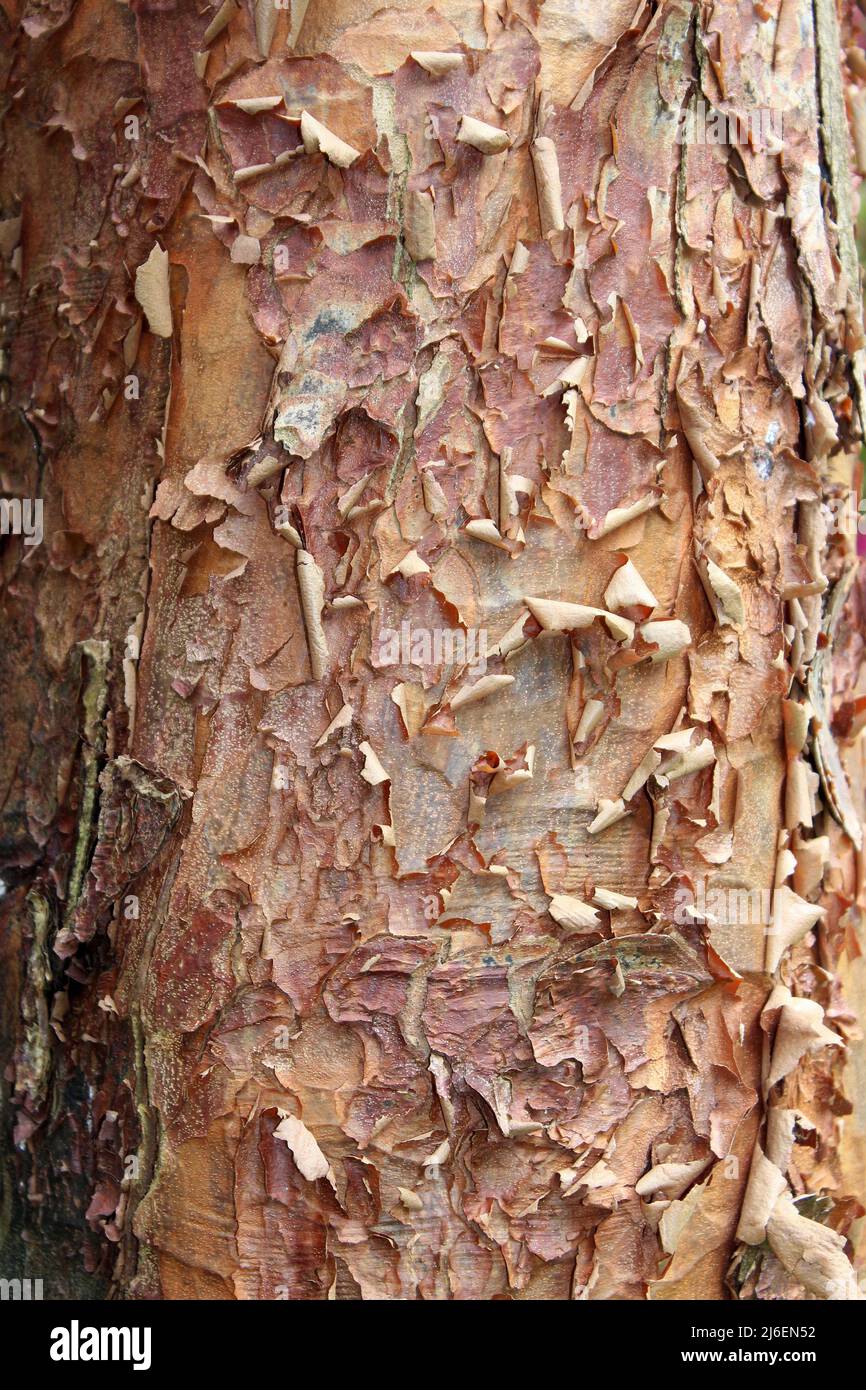 Paperbark Maple - Acer griseum Stock Photo