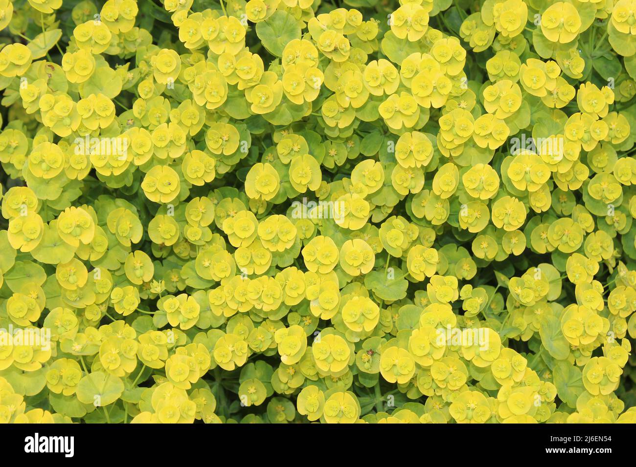 Spurge Flowers In Detail Stock Photo