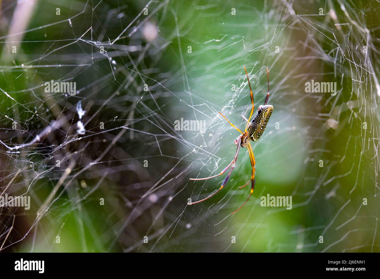 Spider and web in bird park near iguazu falls brazil Stock Photo