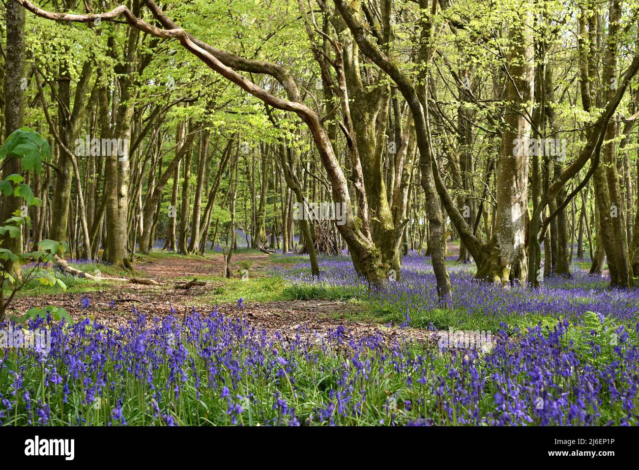 Blanket of Bluebells between trees in Unity woods, Cornwall Stock Photo