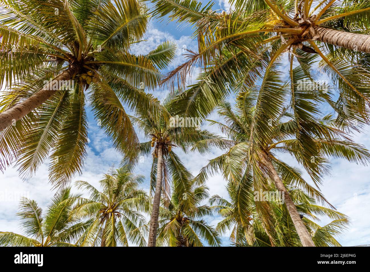 Tops of palm trees with blue sky at the background at Nemberala Beach, Rote Island, East Nusa Tenggara province, Indonesia. Stock Photo