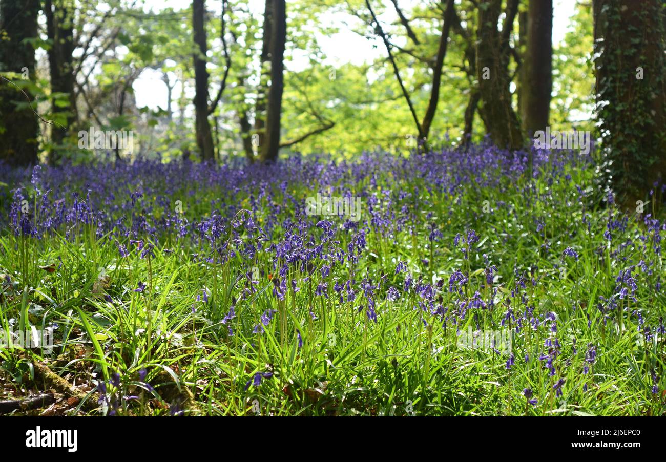Blanket of Bluebells between trees in Unity woods, Cornwall Stock Photo