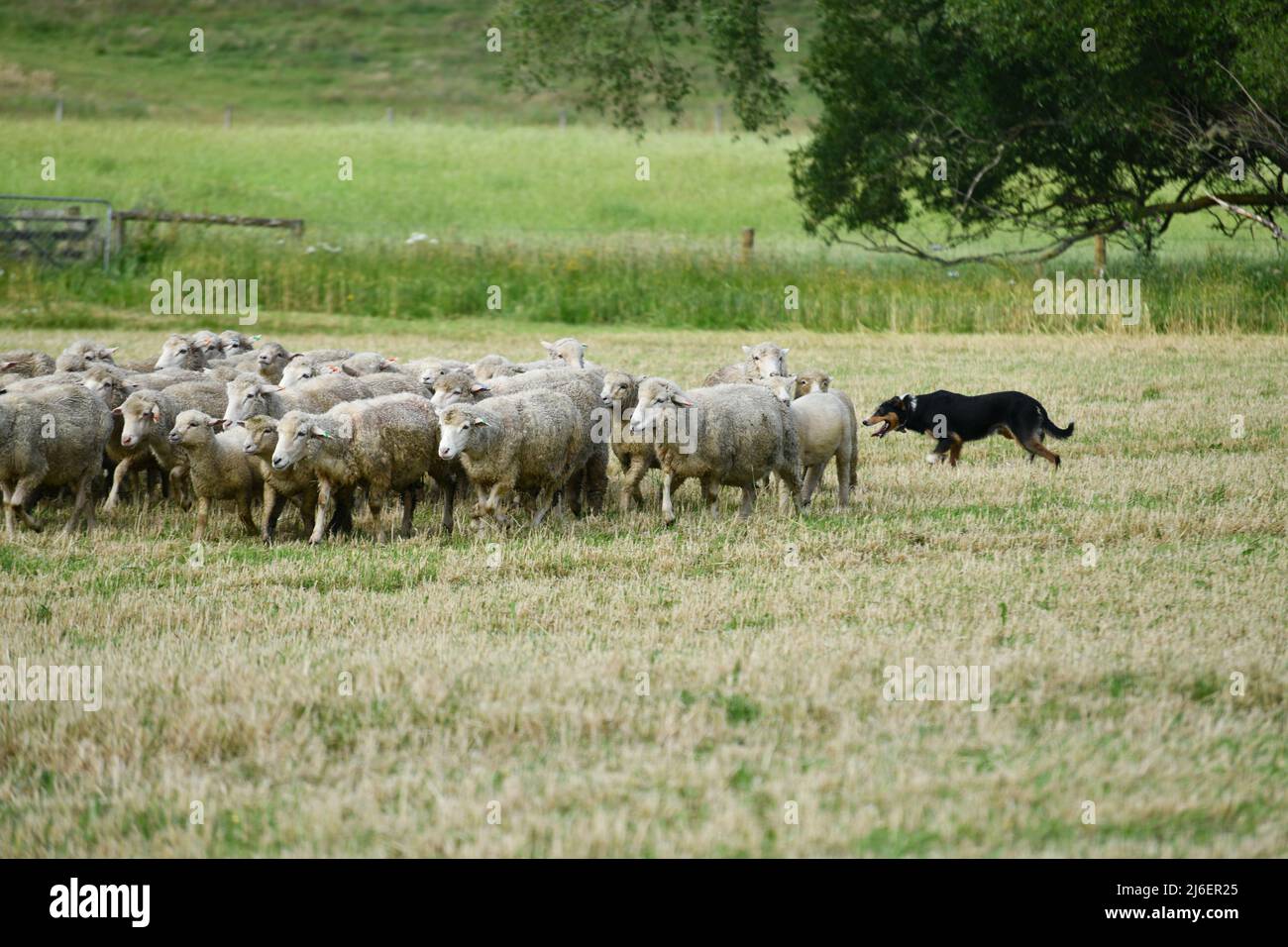 A sheepdog moves a mob of sheep into a new paddock near Springfield, New Zealand Stock Photo