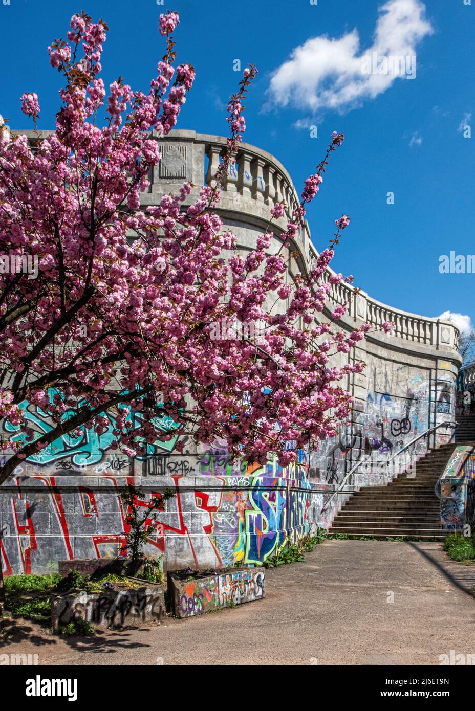 Cherry blossom trees, Sakura, planted after 1990 reunification of Germany, gift of Japanese TV company. Norwegerstrasse, Prenzlauer Berg, Berlin Stock Photo