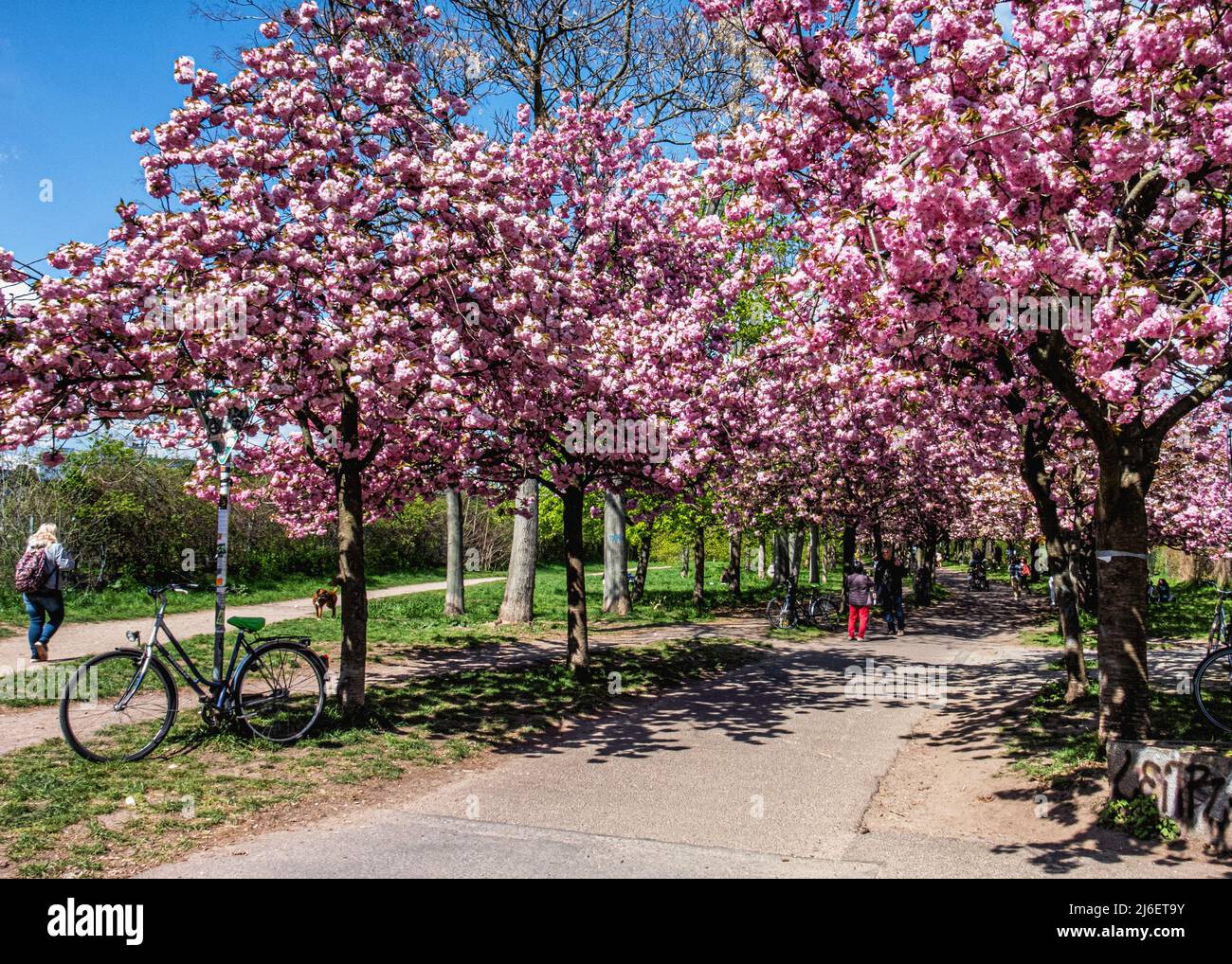 Cherry blossom trees, Sakura, planted after 1990 reunification of Germany, gift of Japanese TV company. Norwegerstrasse, Prenzlauer Berg, Berlin Stock Photo
