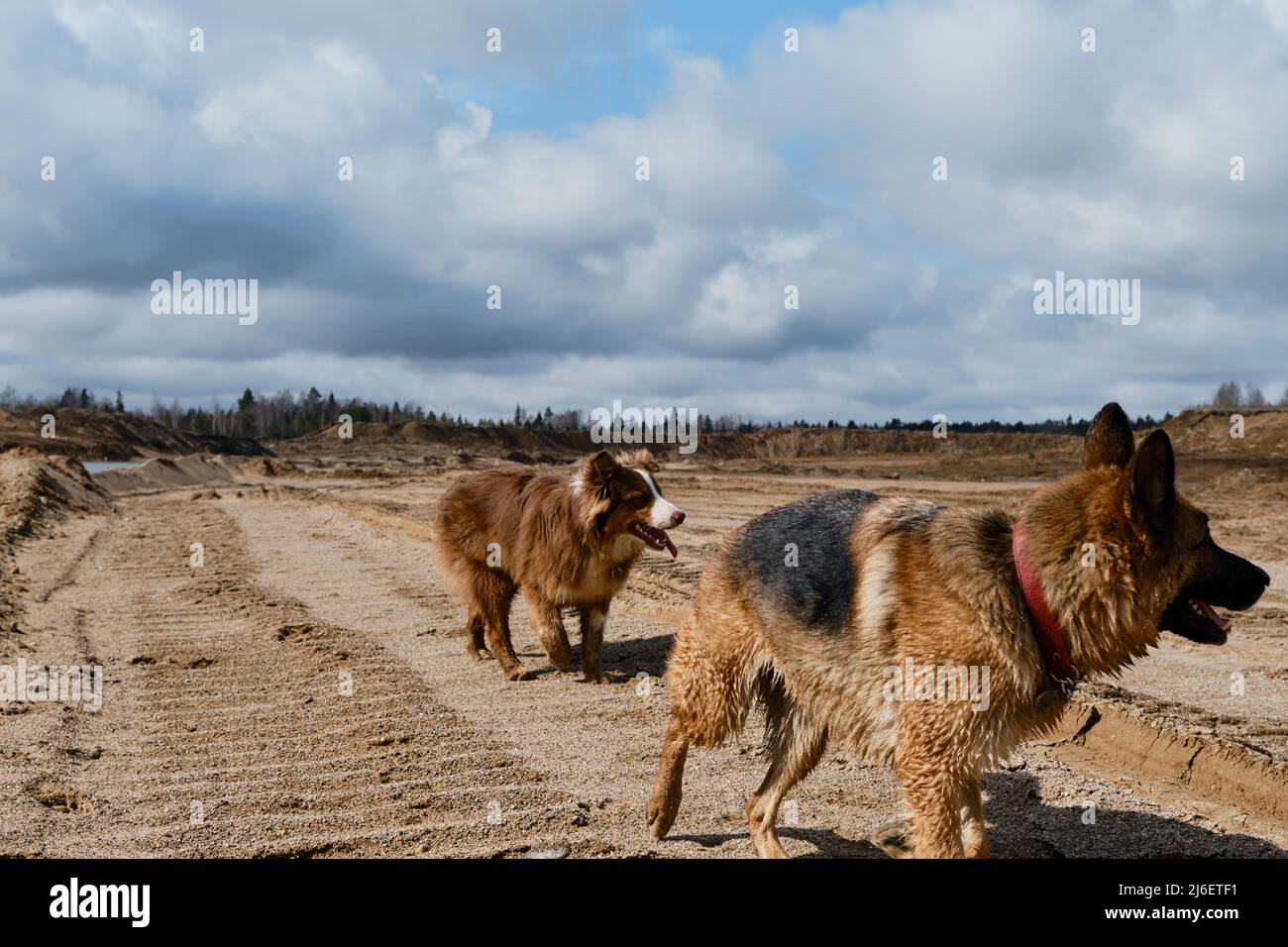 Two dogs, German and Australian Shepherd, walk along sandy quarry. An adult  dog and aussie puppy follow her from behind. Two purebred dogs on walk alo  Stock Photo - Alamy