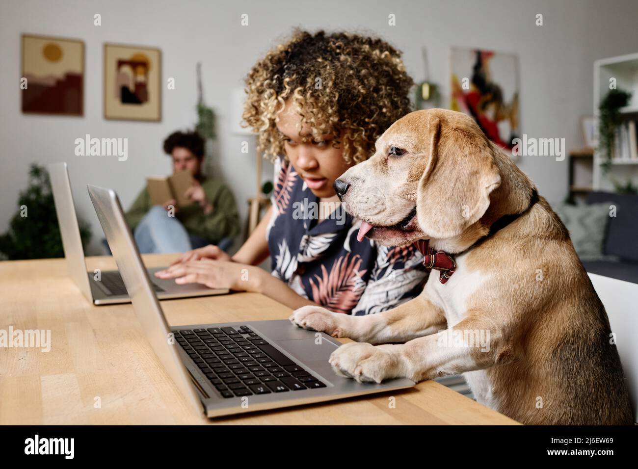 African young woman consulting with her dog about online work while they sitting at table and using laptop computers Stock Photo
