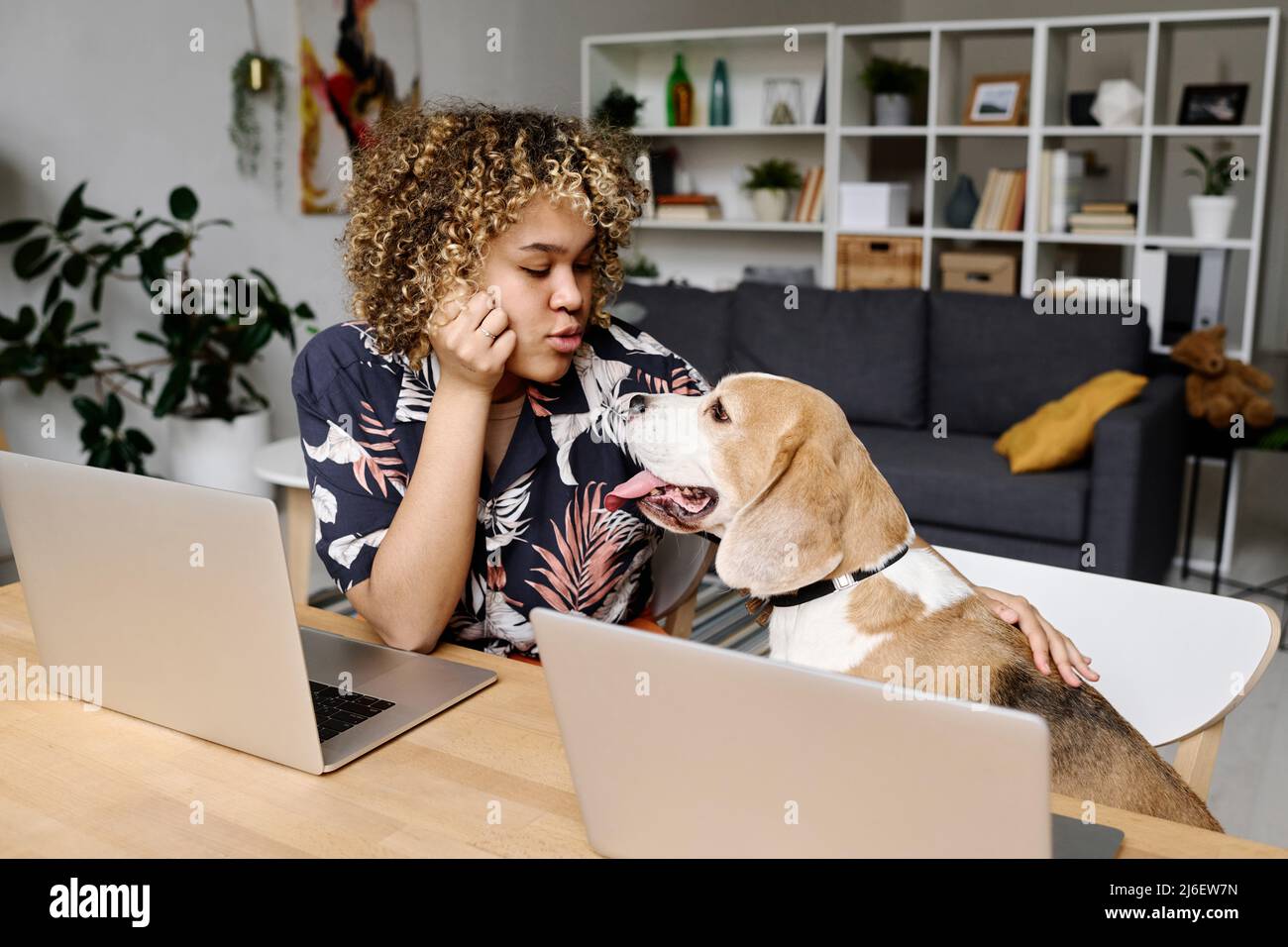 African young woman with curly hair sitting at table with laptop computers and talking to her dog while its sitting on chair Stock Photo