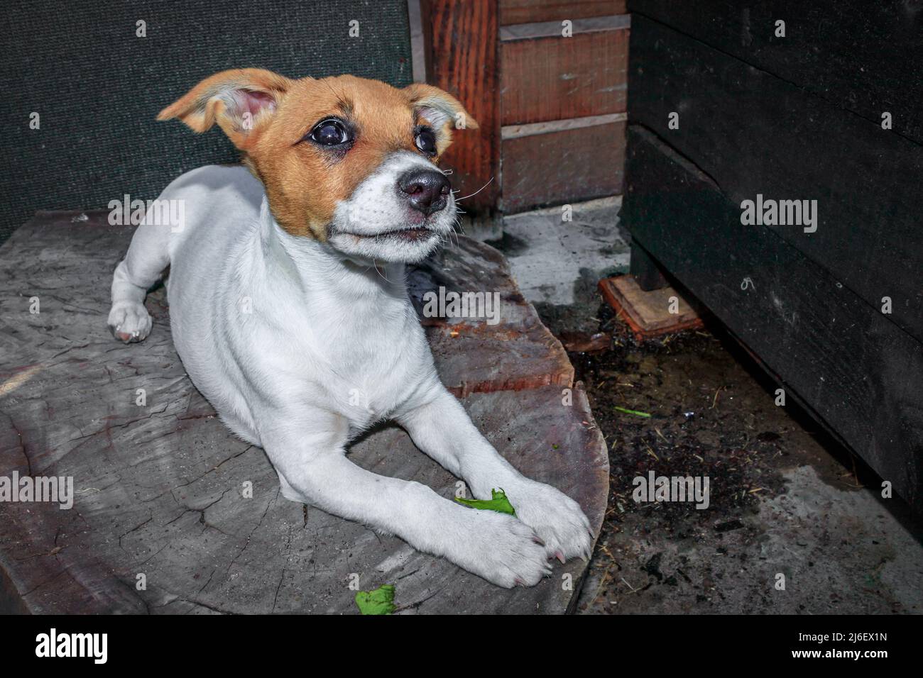 Brown and white Jack Russell terrier dog, Cape Town, South Africa Stock