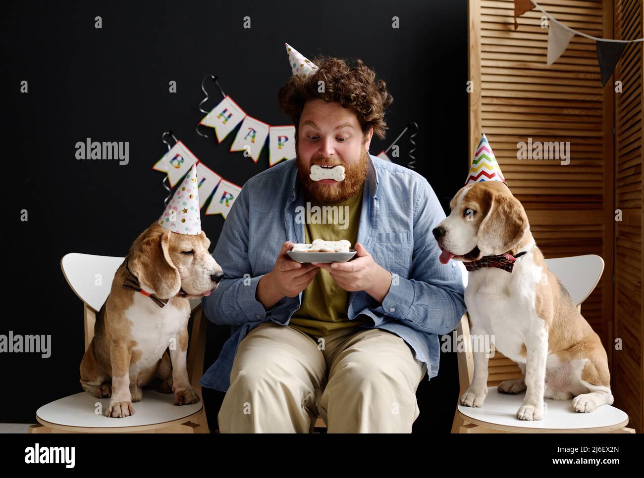 Overweight bearded man sitting on chair and eating cookies with his dogs during birthday party Stock Photo