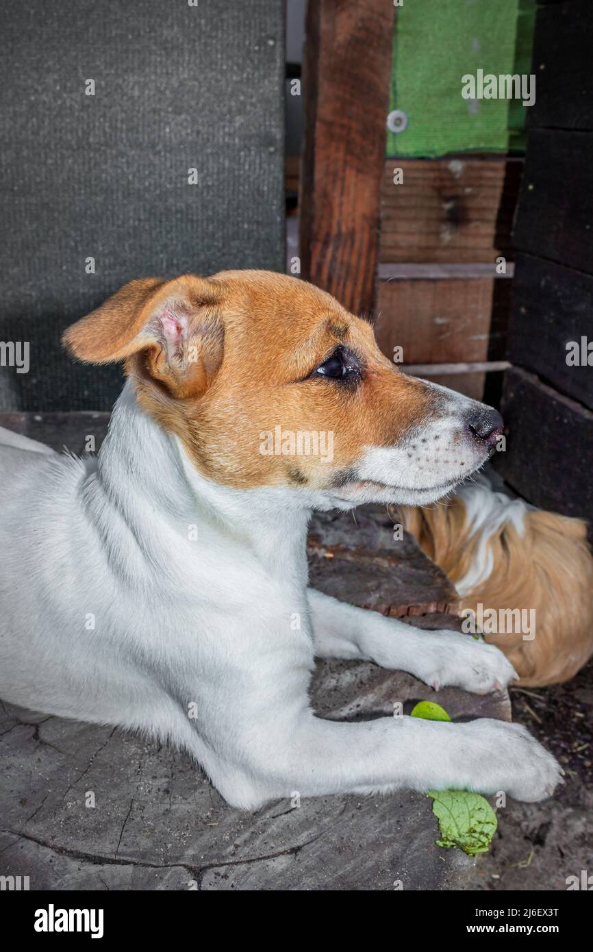 Brown and white Jack Russell terrier dog, Cape Town, South Africa Stock