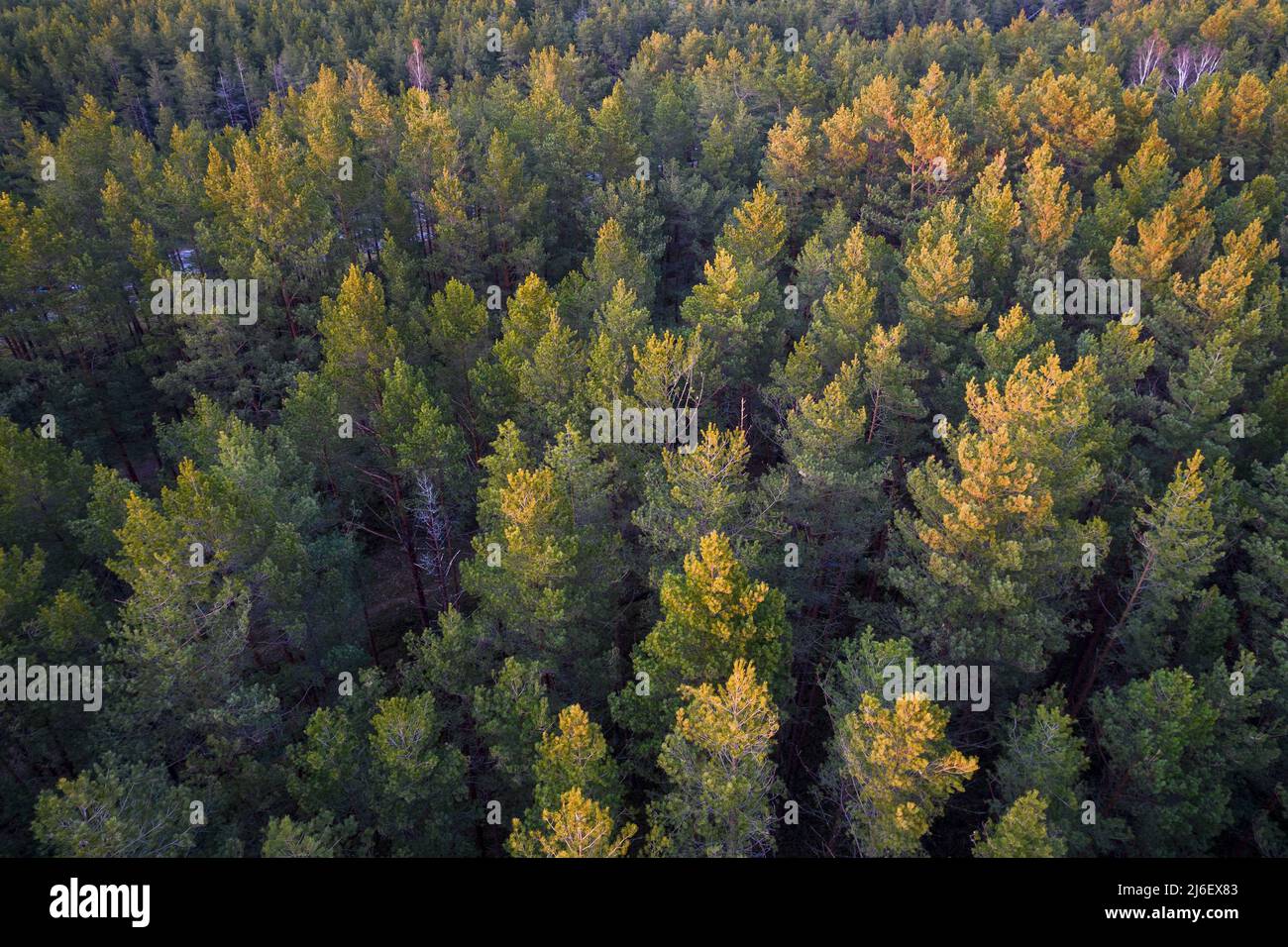 Drone aerial shot of green pine forests and spring birch groves with beautiful texture of golden treetops. Sunrise, sunset in springtime. Sun rays Stock Photo