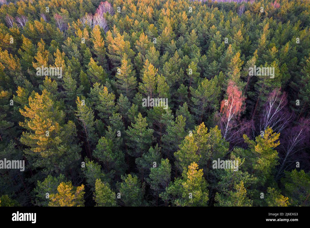 Drone aerial shot of green pine forests and spring birch groves with beautiful texture of golden treetops. Sunrise, sunset in springtime. Sun rays Stock Photo