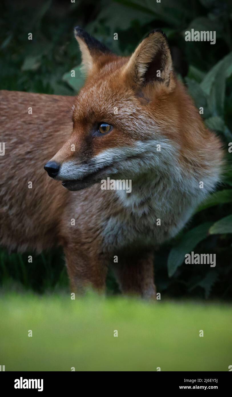 A wild Red Fox (Vulpes vulpes) on edge of undergrowth, Warwickshire Stock Photo