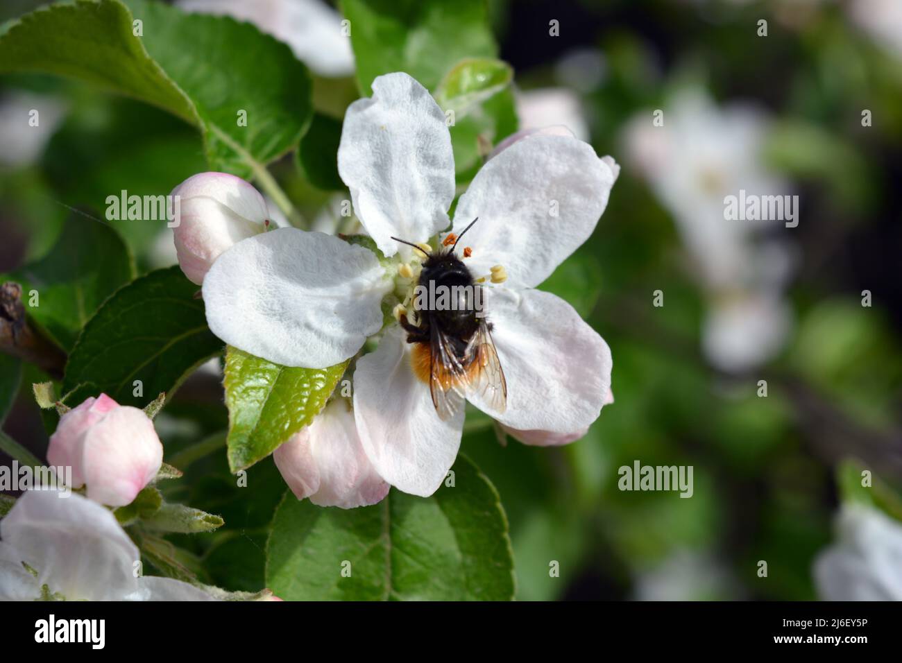 Beautiful large white buds of a blooming apple tree with a large black and yellow beetle, illuminated by the bright rays of the sun. Stock Photo