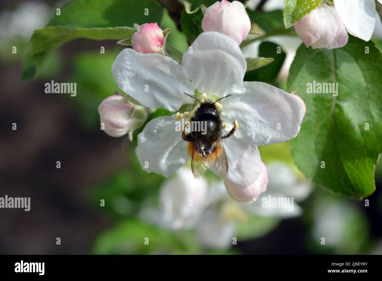 Beautiful large white buds of a blooming apple tree with a large black and yellow beetle, illuminated by the bright rays of the sun. Stock Photo
