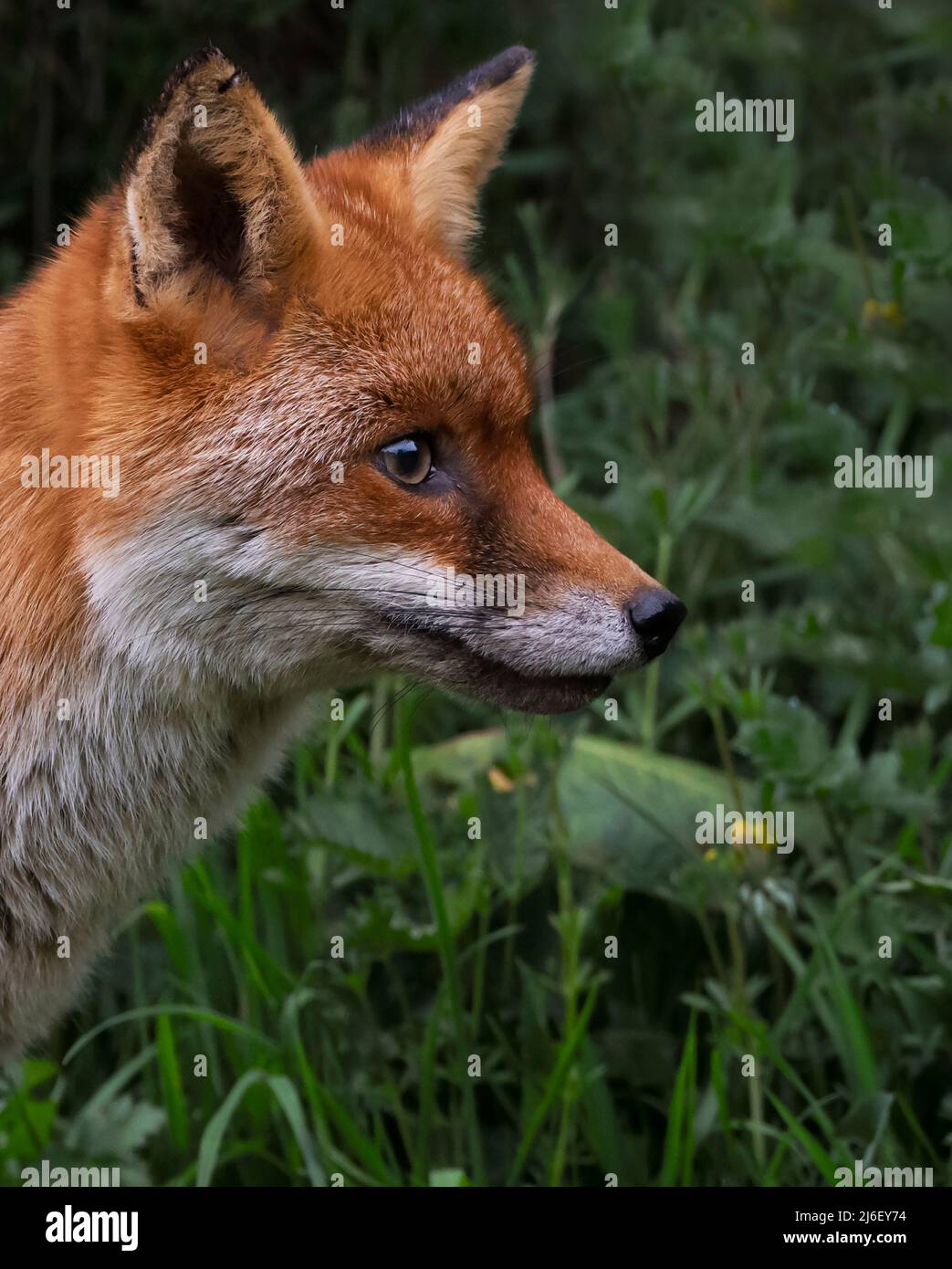 A wild Red Fox (Vulpes vulpes) on edge of undergrowth, Warwickshire Stock Photo