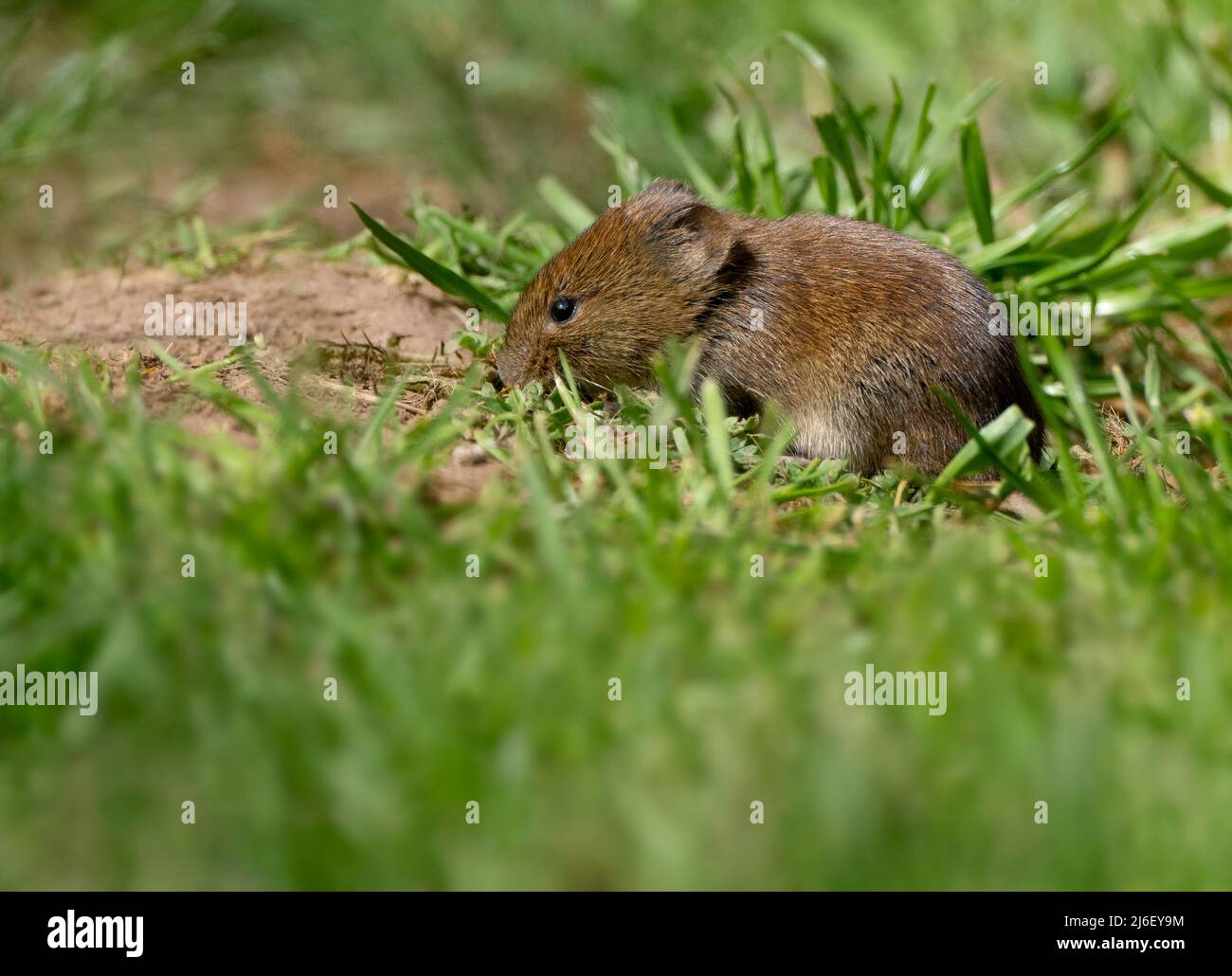 Field mouse (Apodemus sylvaticus) feeding on fallen bird seed in a Warwickshire garden Stock Photo