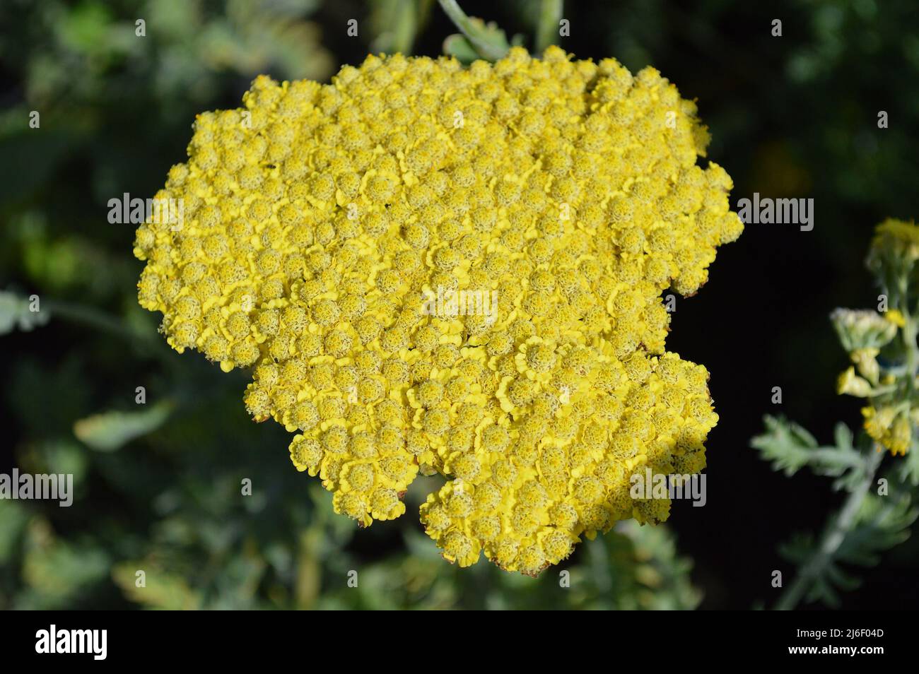 Close up of Achillea Moonshine herbaceous perennial garden plant seen outdoors. Stock Photo