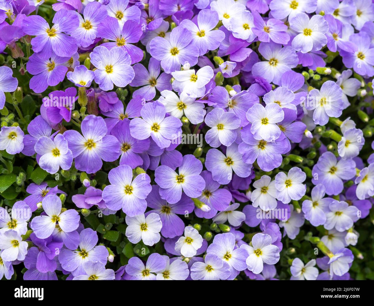 Closeup of Aubrieta flowers Regado Blue Bicolor Stock Photo