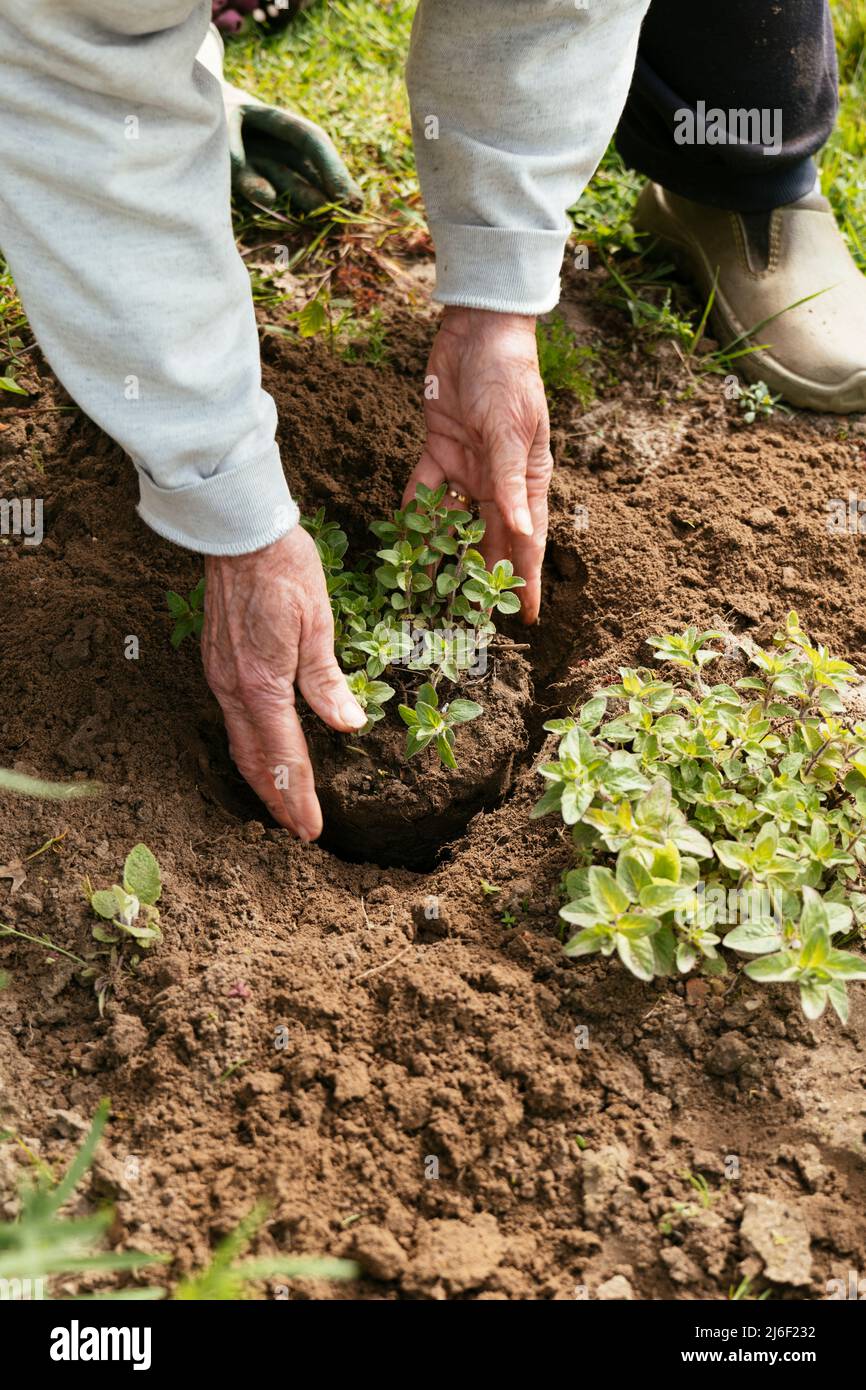 Gardener planting oregano in a herb garden. Stock Photo