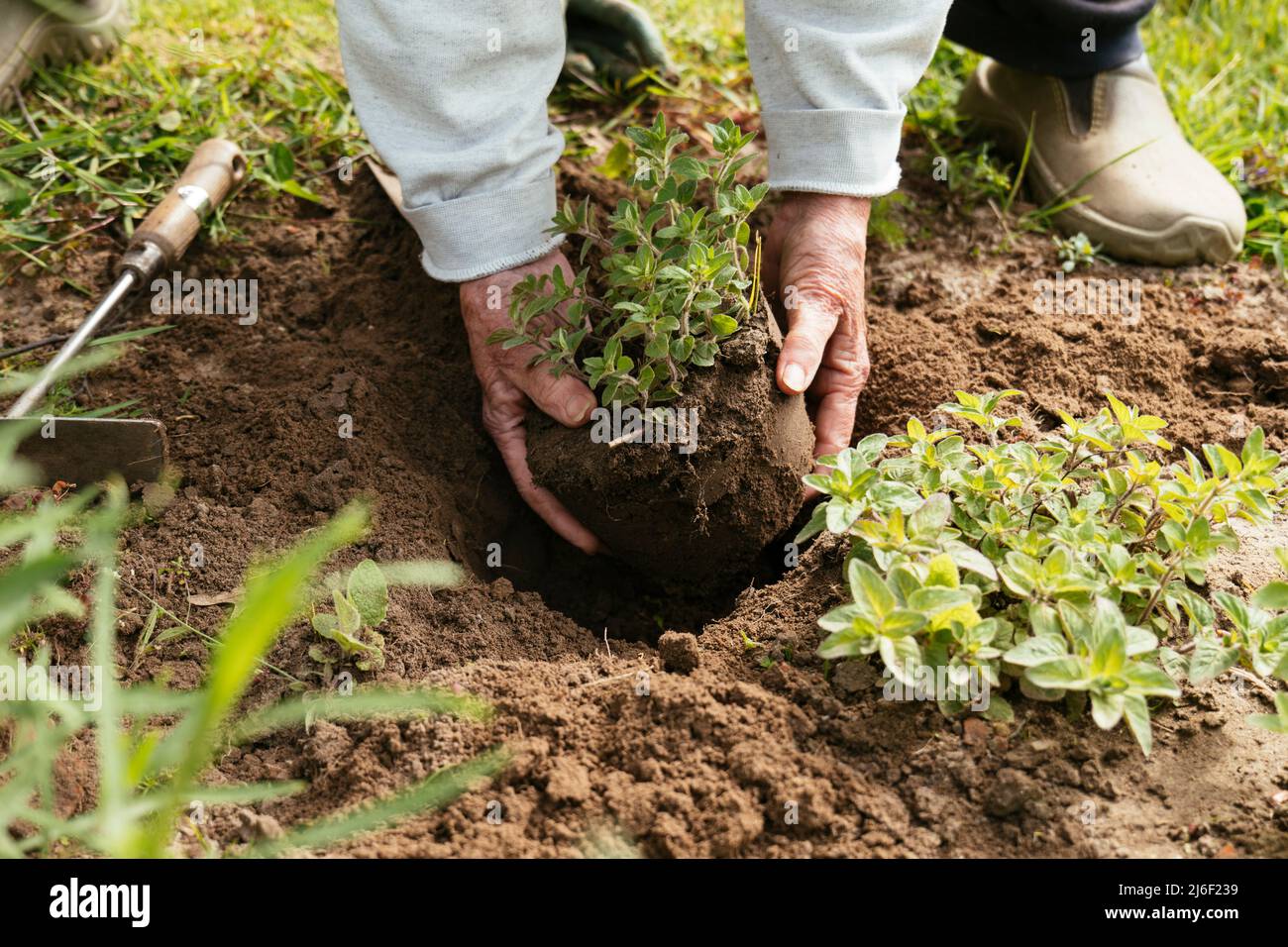 Gardener planting oregano in a herb garden. Stock Photo