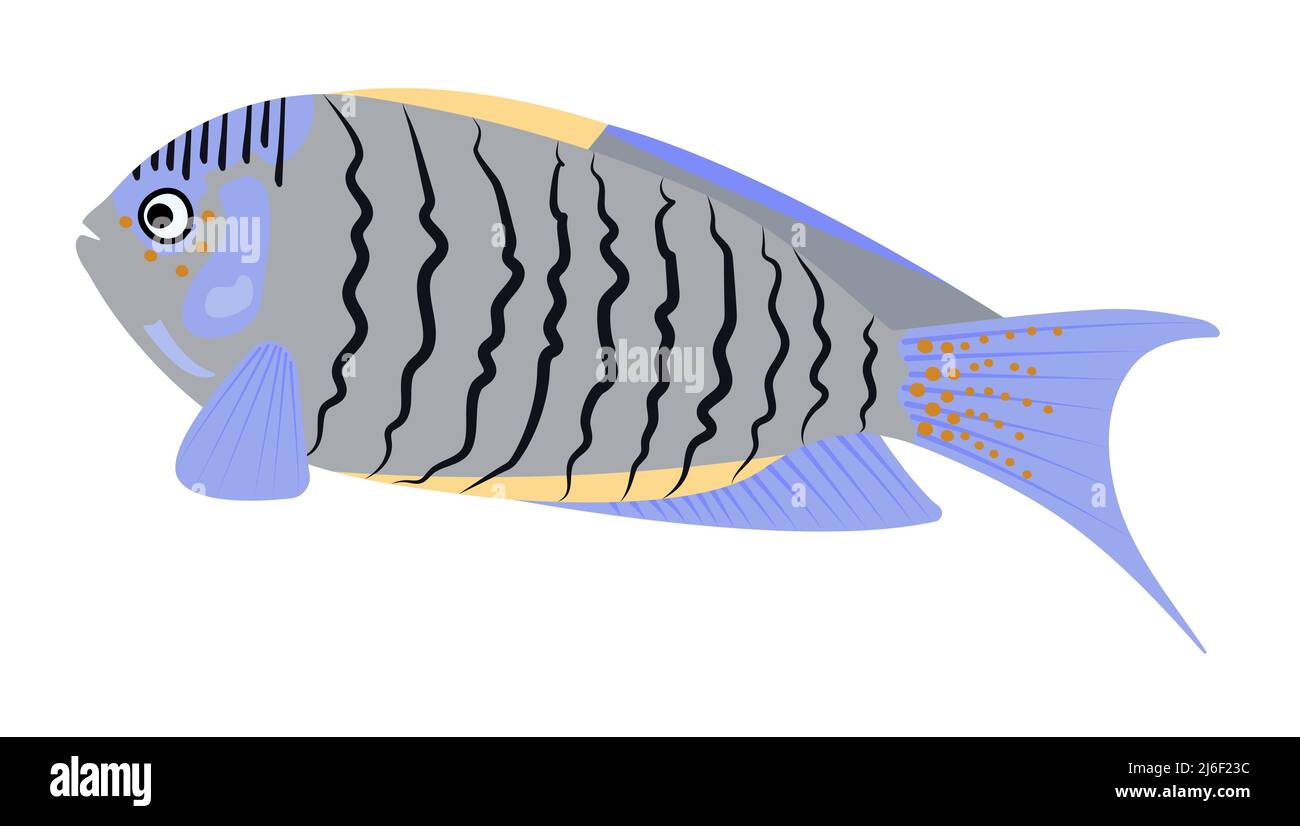 Grey-blue angelfish, colorful illustration Stock Vector