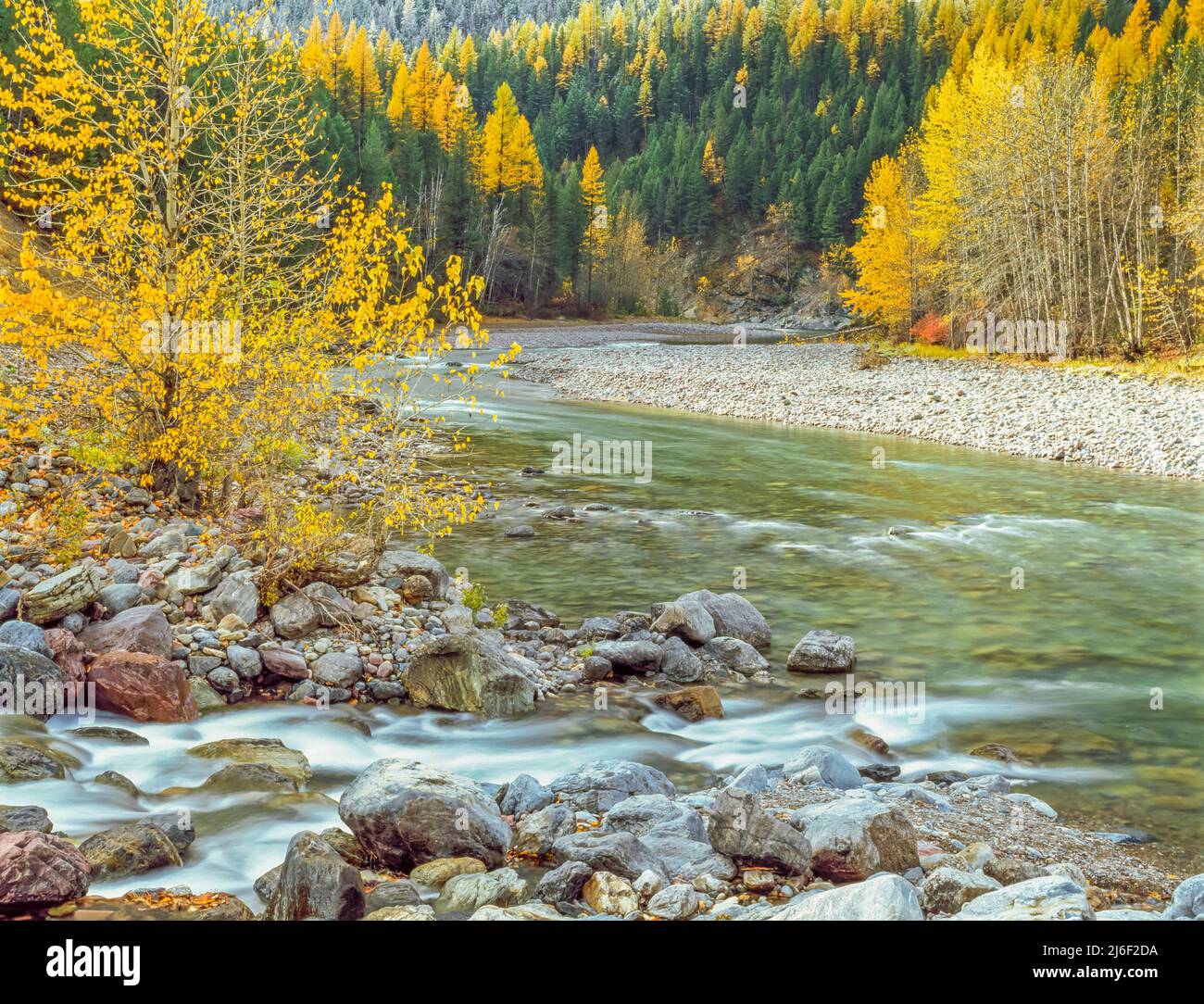 fall colors along the middle fork flathead river at mouth of bear creek near essex, montana Stock Photo