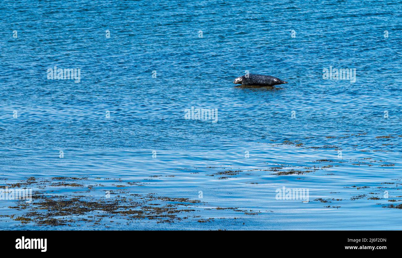 A grey seal (Halichoerus grypus) basking on a rock in sunshine in sea water of Firth of Forth, Scotland, UK Stock Photo