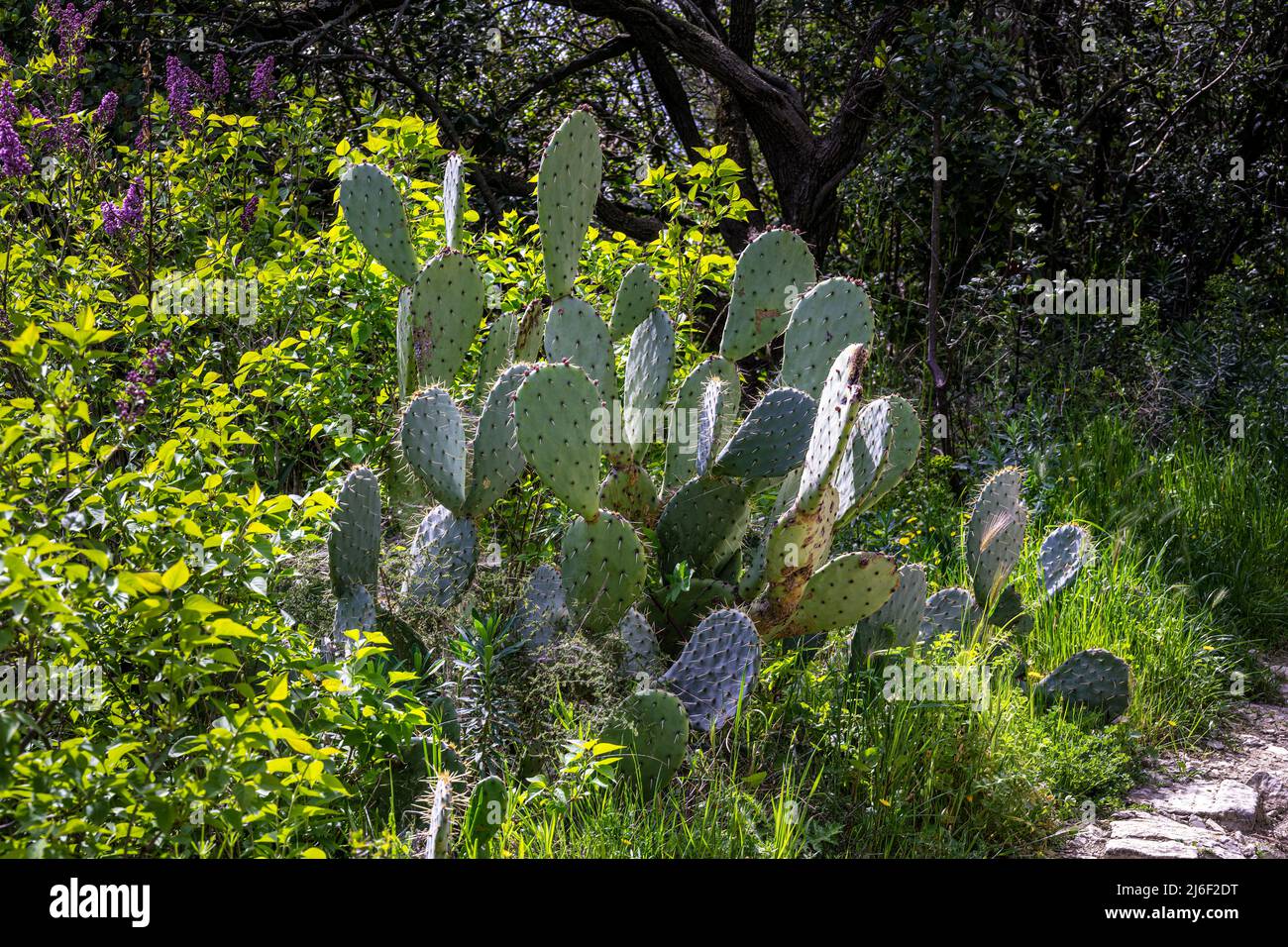 Prickly pear cactus or Opuntia ficus-indica in the south of France in spring Stock Photo