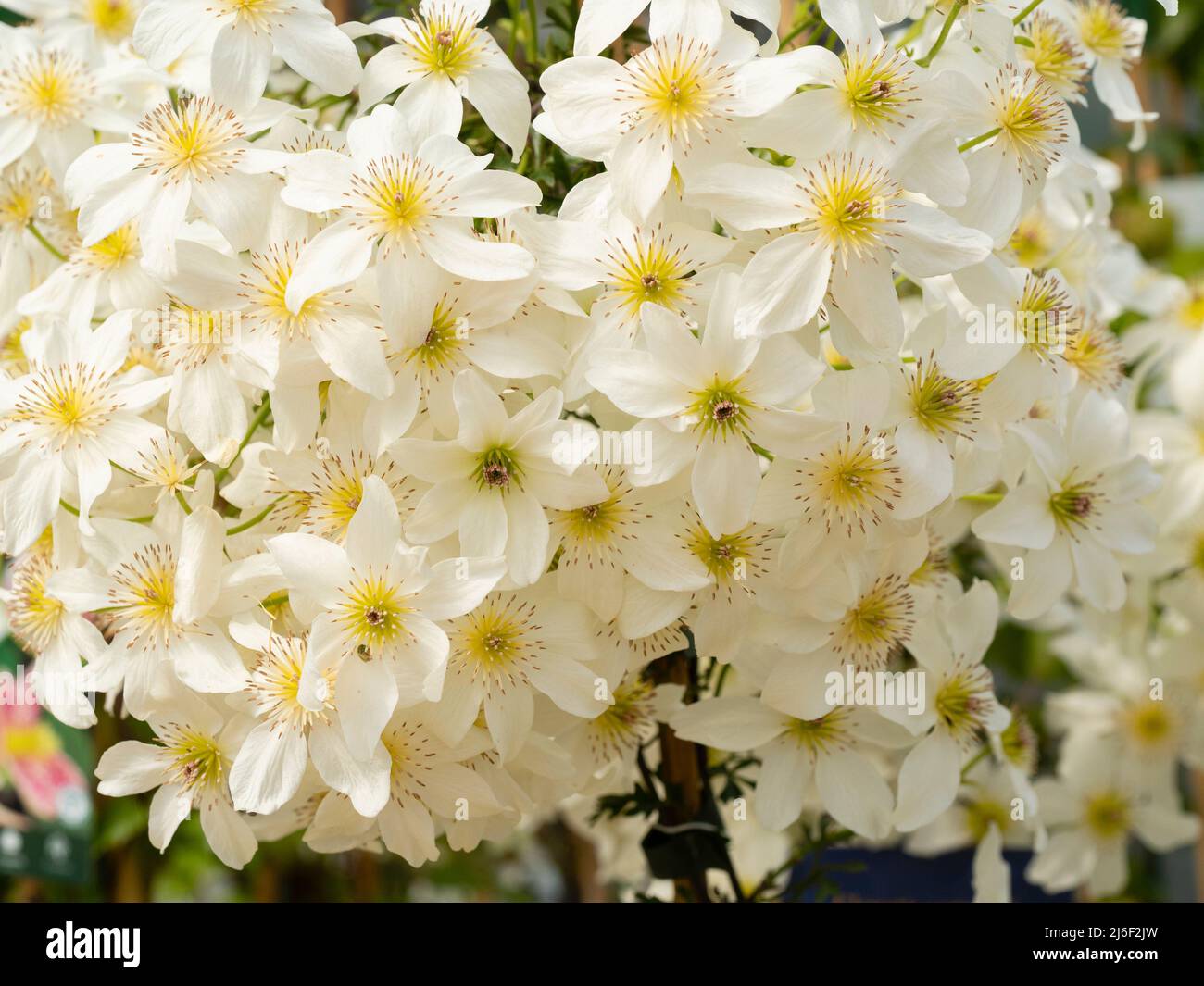 Massed spring flowers of the compact hardy climbing / trailing evergreen, Clematis x cartmanii 'White Abundance' Stock Photo