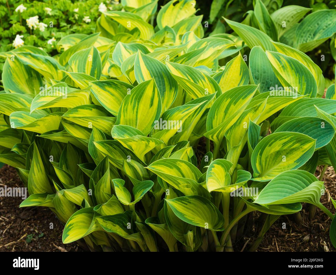 yellow and green spring folage of the broad leaved hardy perennial, Hosta 'June' Stock Photo