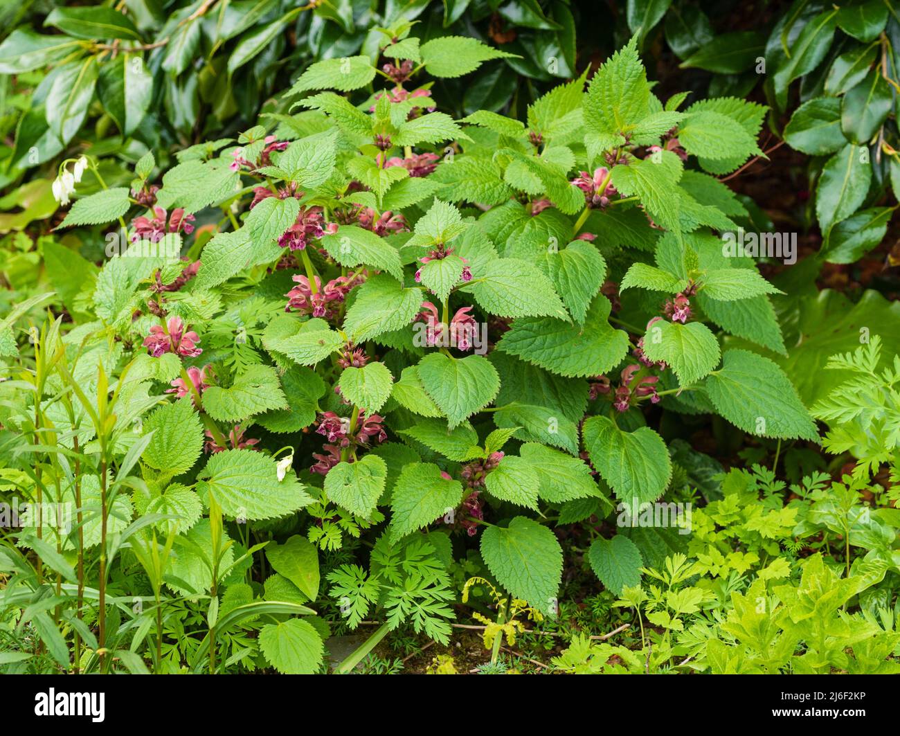 Clump of the spring flowering hardy perennial, Lamium orvala, an ornamental dead nettle Stock Photo