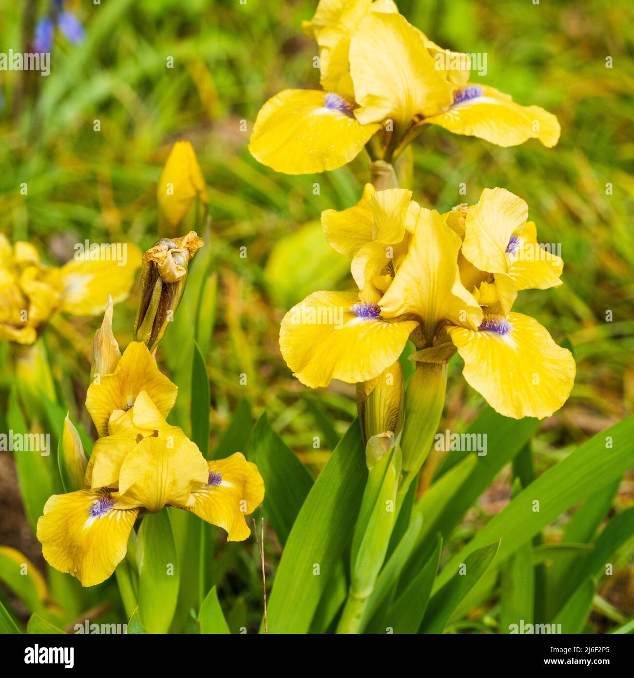 Blue bearded yellow spring flowers of the hardy perennial standard dwarf bearded Iris 'Prank' Stock Photo
