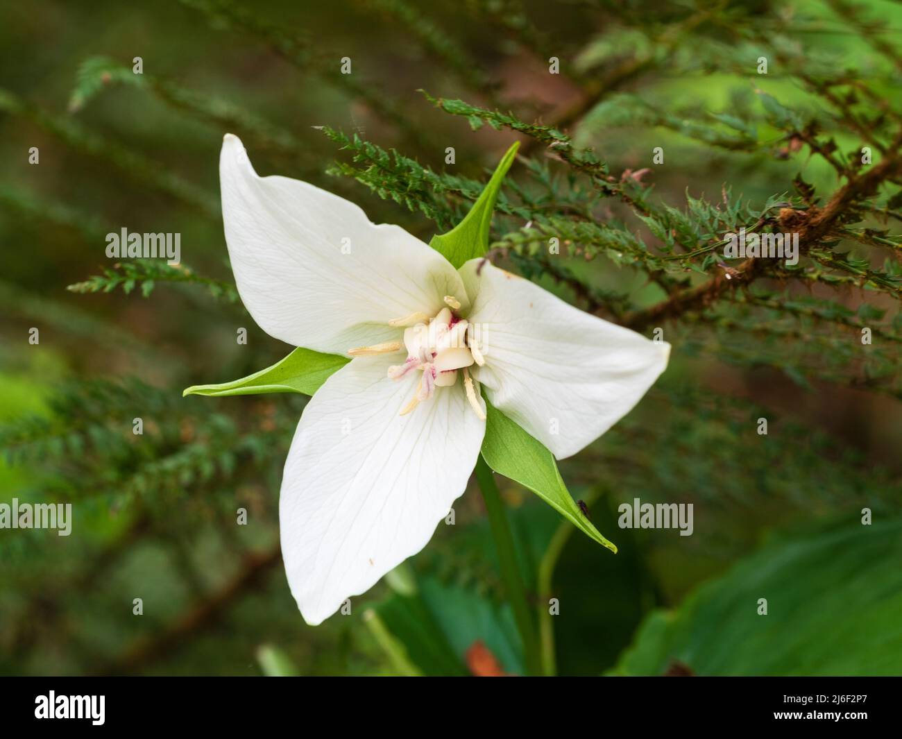 Three petalled white flower of the spring flowering nodding wakerobin, Trillium flexipes Stock Photo