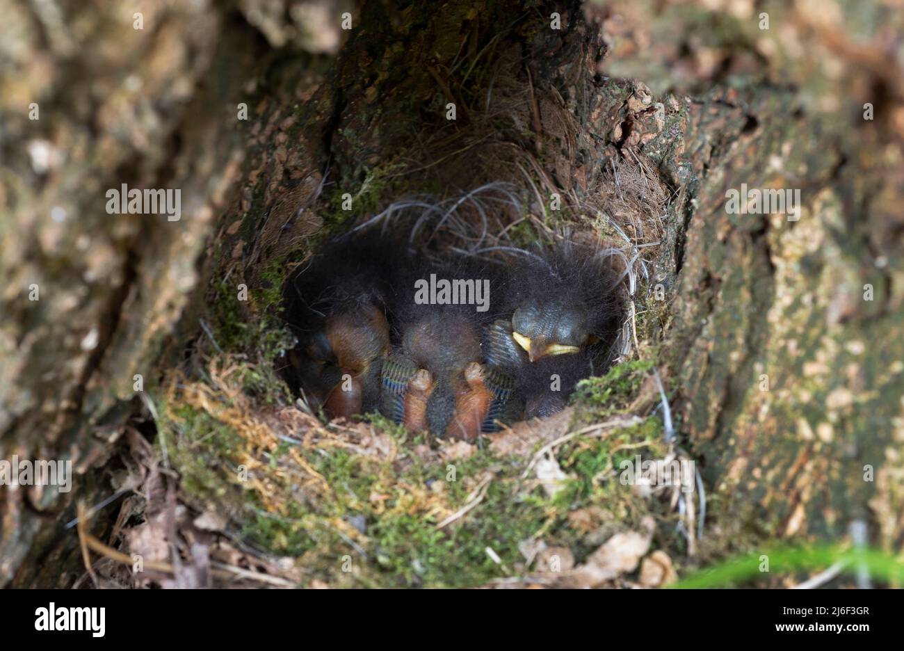 European Robin, Erithacus rubecula, altricial chicks in ground nest, London, United Kingdom Stock Photo
