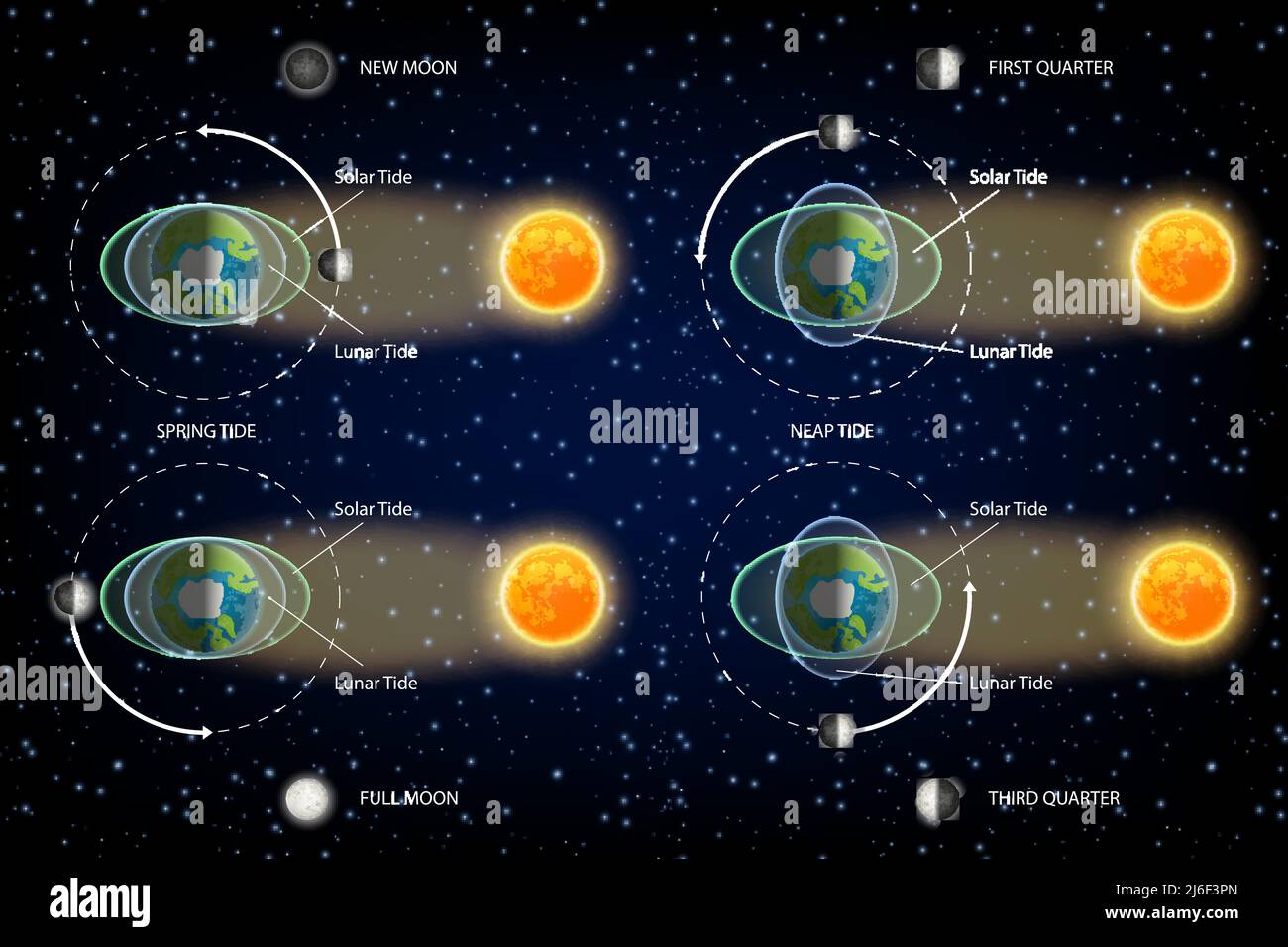 Lunar and Solar tides diagram vector illustration Stock Vector
